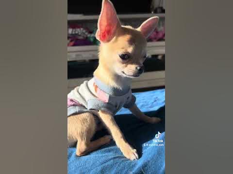 картинка собралась жду 8 марта