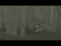 ZEISS DTI 3/25 Thermal Imaging Camera - Geese In The Trees