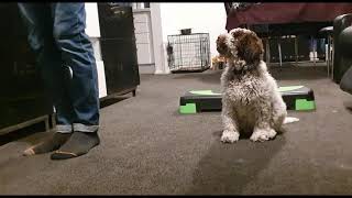 Lupo Lagotto Romagnolo 11 week old compilation obedience