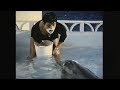 Teaching a dolphin to speak English - The Girl Who Talked to Dolphins: Preview - BBC Four