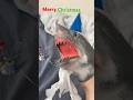 Bearman Channel Christmas Special #memes #puppet #christmas