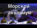 Рифовый аквариум с морскими звездами, креветками, крабом и рыбами.