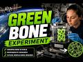 Green Bone Experiment | Artificial Bone | Space Medical Experiment