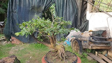 12/12/25. GIẢO ÔNG THẦY. BẠCH MAI. NHƯ Ý.NHỊ NGỌC TOÀN. XOẮN. THỌ HƯƠNG. BÌNH LỢI TỨ QUÝ.CÂY 3 GIỐNG