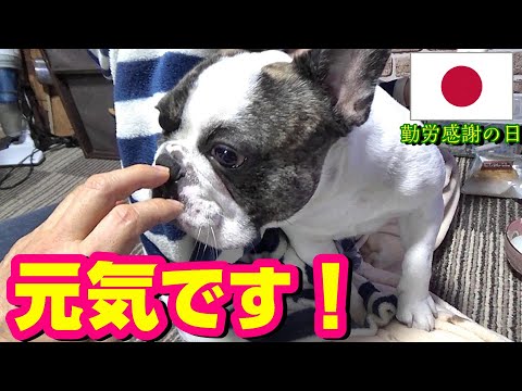 負けません 元気です! 食欲旺盛 絶好調!  フレンチブルドッグ  悪性腫瘍(ガン)の闘病生活『ぶーちゃん日記』