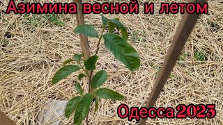 Азимина в Украине ,  выращивание азимины  в откытом грунте .