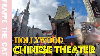 Balinese cat goes to Hollywood /Walk of fame and Chinese Theater by Frappe the cat 13 views 1 year ago 5 minutes, 16 seconds