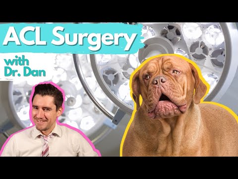 Dog ACL Surgery.