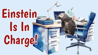 Einstein Parrot Takes Charge: A Day in the Office!