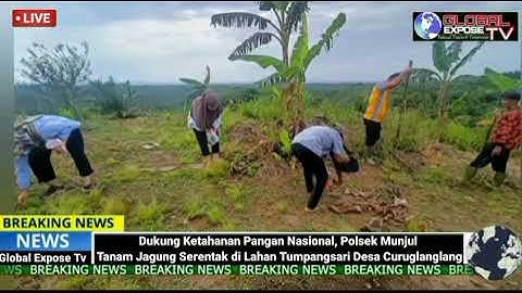 Dukung Ketahanan Pangan Nasional, Polsek Munjul Tanam Jagung Serentak di Lahan Tumpangsari