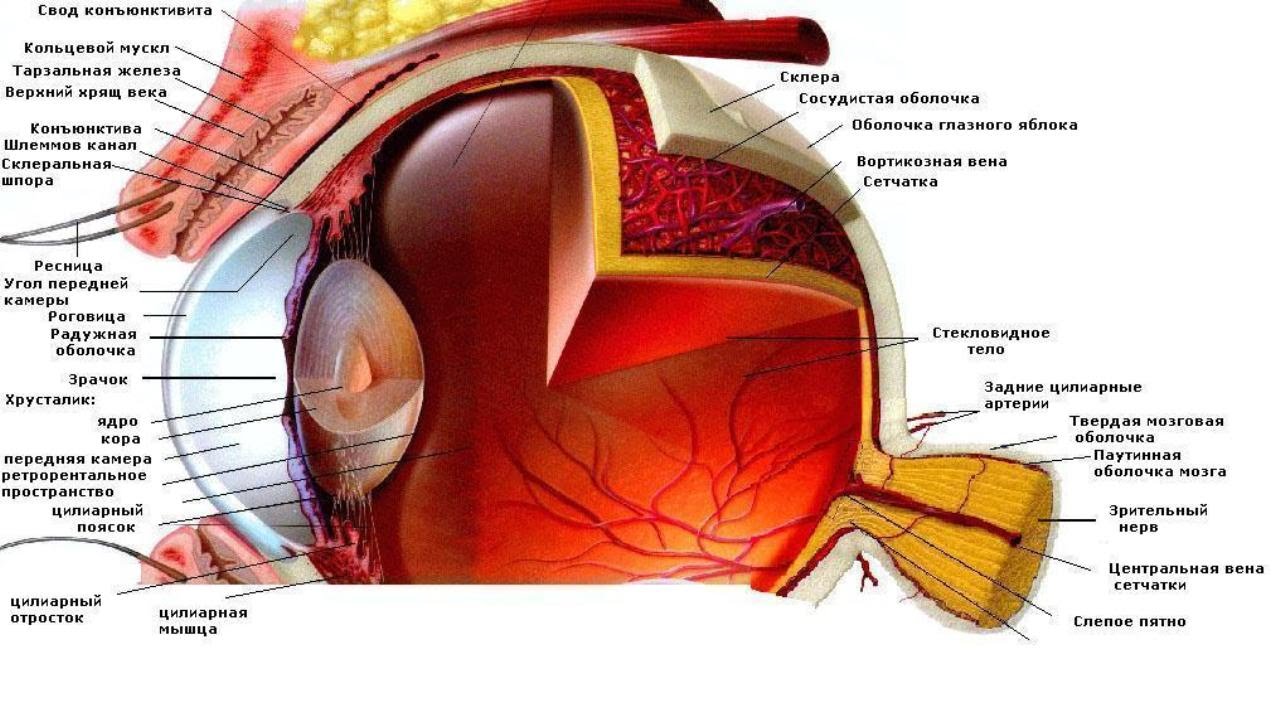 На какой части глазного яблока образуется изображение. Внутреннее строение глазного яблока анатомия. Анатомическое строение глаза человека схема. Анатомические структуры глаза анатомия. Анатомические структуры органа зрения анатомия.