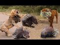Lion is Stupid To Attack Into Sharp Fur Of Porcupine - Porcupine Defeat Lion, Pitbull, Leopard