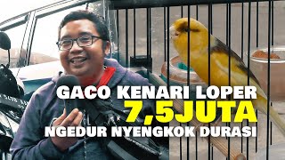 GACO KENARI LOPER 7,5 JUTA NGEDUR NYENGKOK DURASI