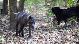 Awesome Dogs Eat Dead Chicken Meat In The Forest !! Dogs Eat Dead Chicken Meat In The Forest