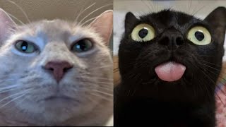 BEST FUNNY MEMES WITH CATS COMPILATION 15