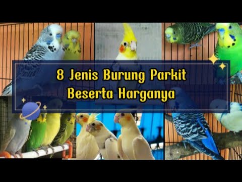 Video: Berapa harga parkit?