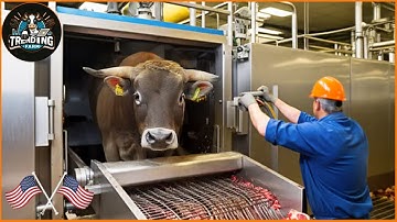 Modern Cow Slaughter Machine Using Super Advanced Machine!!! | Farming Documentary