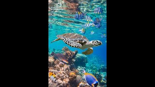 Under water Journey with sea creatures for kids