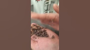 Floating fish feed pellet machine ,floating at once #fishfeedmachine #fishfarming #fishfeed