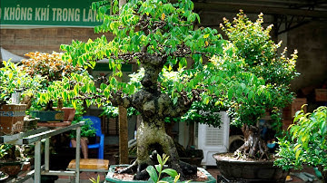 Một cây khế dáng quái rất đẹp của em An 0964894094