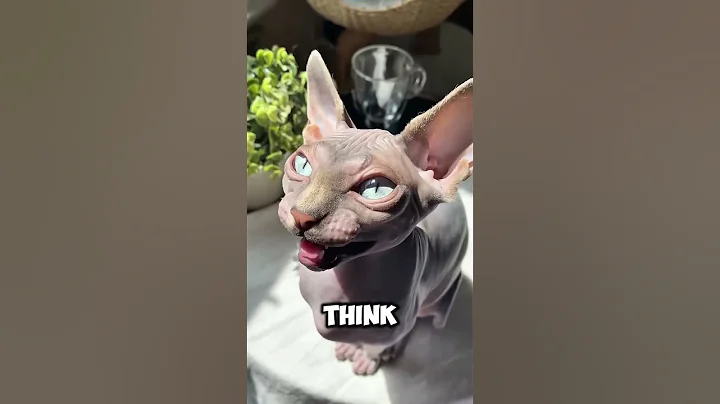 Video 10808371: sphynx cat funnycat, sphynx cat cute pets, sphynx cat cutecat, sphynx pets cat funny, hairless cat, cat hypoallergenic, cat love