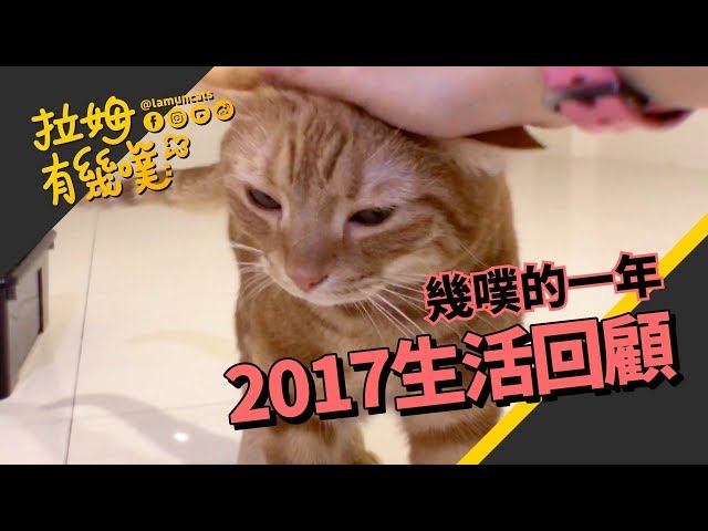 ►拉姆有幾噗◄ 2017 幾噗大回顧┃2017 funny cat of lamuncats ♧