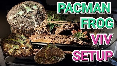 Pacman Frog Vivarium Setup Exo Terra 45cm Cube