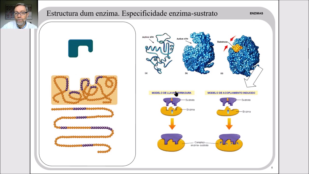 Enzimas y catálisis enzimática V 17 - YouTube