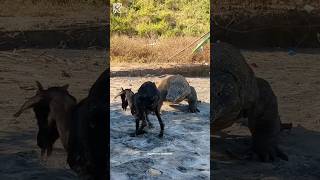 The goat was angry with komodo 😡 #komodo #viral #wildlife  #komodoisland  #komodoindonesia