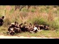 Wild dogs in Kruger. Most endangered carnivore in Africa. Very lucky