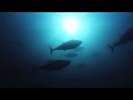 WWF - Bluefin tuna in Crisis