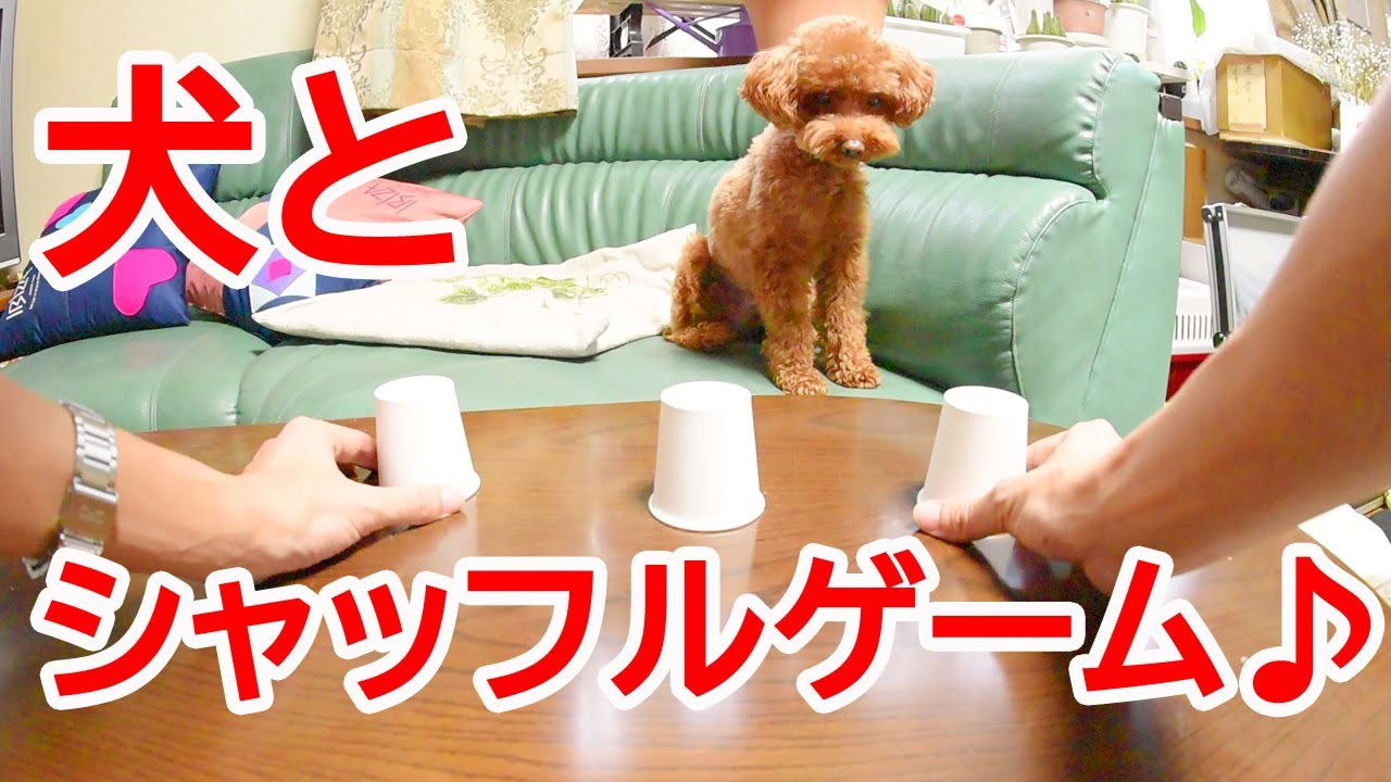 ビニール袋でカッパ作り トイプードルのムギ Plastic Bag Made Feather Youtube