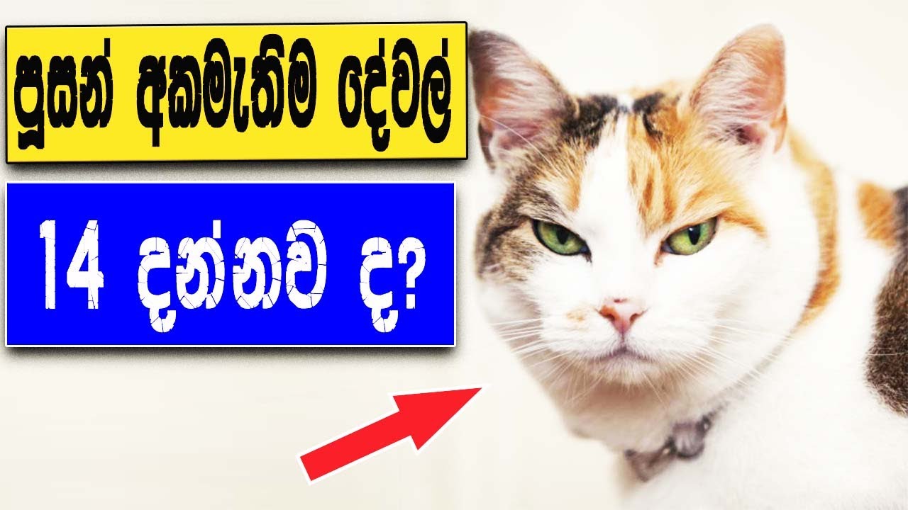 Cat Videos Cat Hate Things Sinhala YouTube