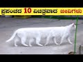 Unique animals in the world  unknown facts in kannada  think forever