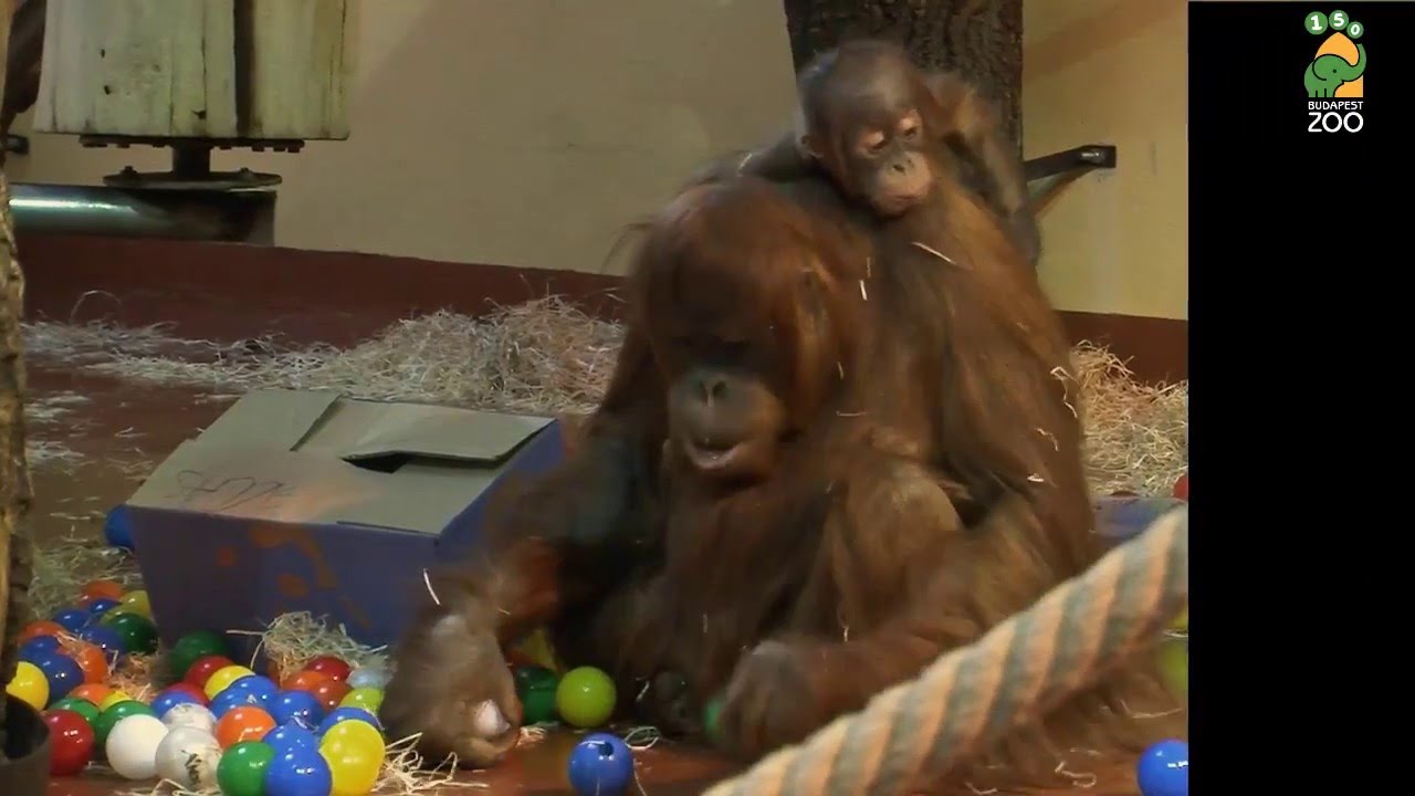 Születésnapi buli az orángután családban