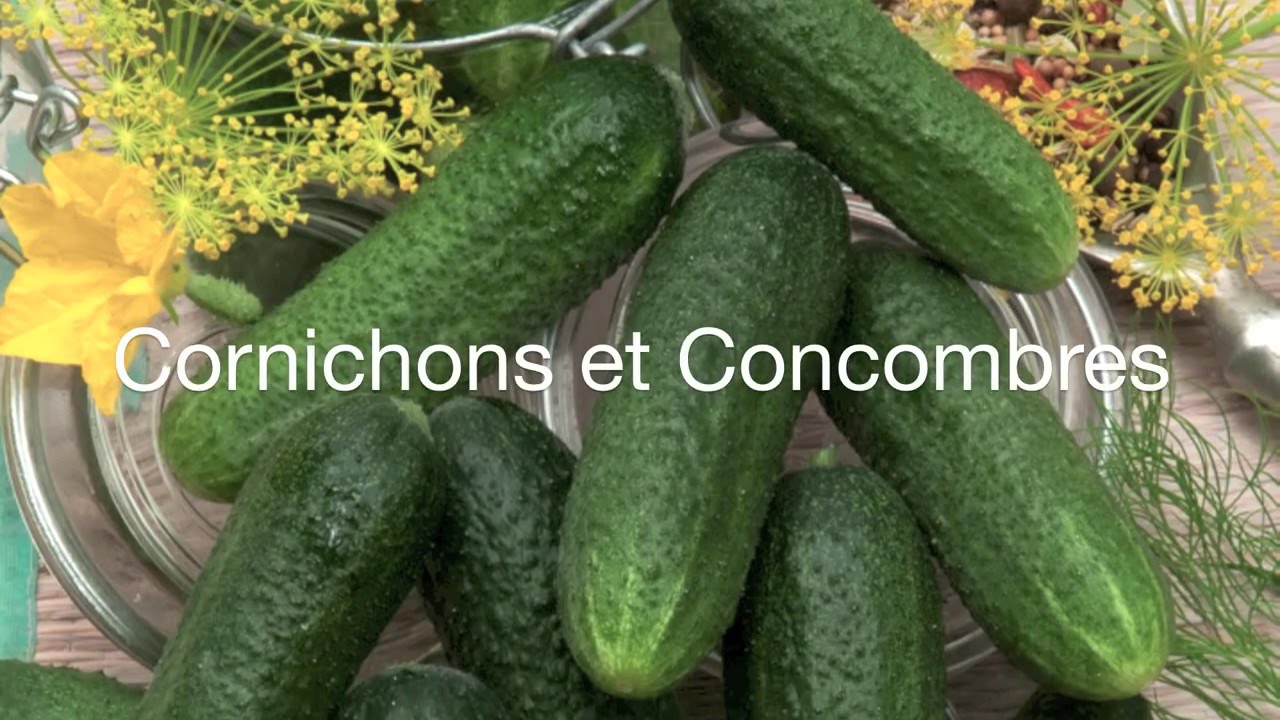 ou planter cornichon