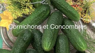 cornichon fin de Meaux BIO - Provence Outillage