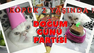 Kedi̇me Parti̇ Yaptim Köpük 2 Yaşinda Evren
