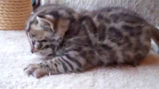 F1 Bengal BOY - (3 Weeks Old) 7-21-2018 by TecSpot 480 views 5 years ago 1 minute, 8 seconds