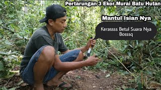 KETEMU LOKASI NYA MURAI BATU HUTAN || DAPAT YANG ISTIMEWA