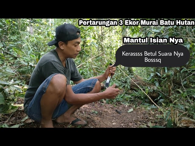 KETEMU LOKASI NYA MURAI BATU HUTAN || DAPAT YANG ISTIMEWA class=