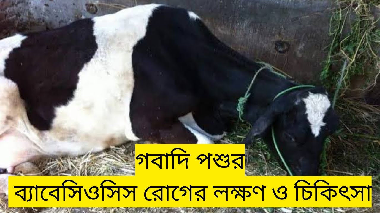 গবাদিপশুর ব‍্যাবেসিওসিস রোগের লক্ষণ ও চিকিৎসা ॥ Dr. Shyamal Kumar Pramanik