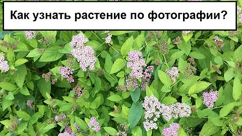 Как узнать растение по фотографии - распознать цветок, куст или дерево на фото, картинке и снимке