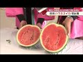 県内一の産地・日田市でハウススイカ初出荷　寒暖差を生かした栽培で甘くて良質な仕上がりに　大分