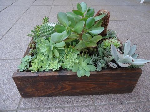 Composizione di piante grasse / succulente 1 youtube Composizione piante grasse giardino