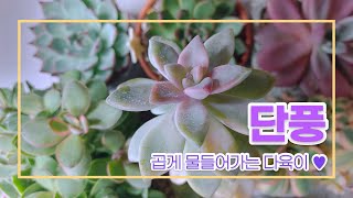 211007 다육스케치 l 다육이 물들이기 l 가을철 다육이 관리 l 다육 키우기 꿀팁 l 반려식물 l 다육식물 l Succulent plants l 베란다 다육이 키우기