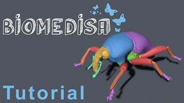 Tutorial: segmentation of a Trigonopterus weevil with Biomedisa