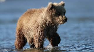 Coastal Brown Bears. #StopthePebbleMine