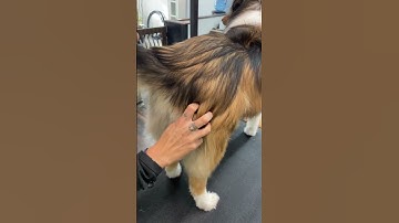 D6 Using undercoat rake step 2