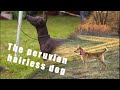 Kalandagarak - The (coated) peruvian hairless dog :O の動画、YouTube動画。